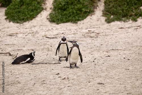 Group of African penguins at Boulders Beach in Simon’s Town near Cape Town, South Africa, part of a famous endangered penguin colony on the Cape Peninsula.