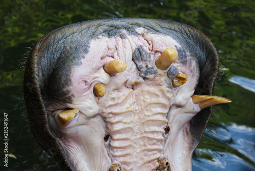 Photography Close-up of a hippopotamus with its mouth wide open showing large tusks