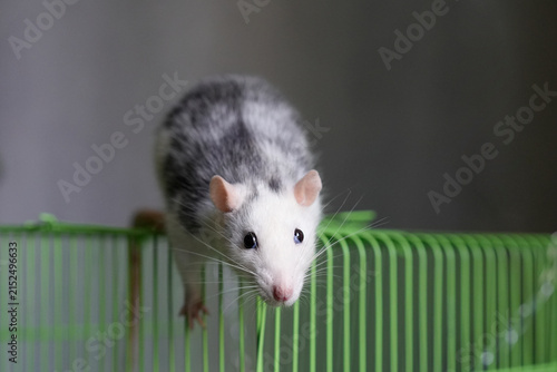 Konstfotografi Pet rat with white and grey fur perched on top of a bright green wire cage indoors