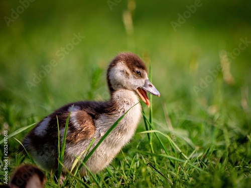 Photography gosling bites a blade of grass