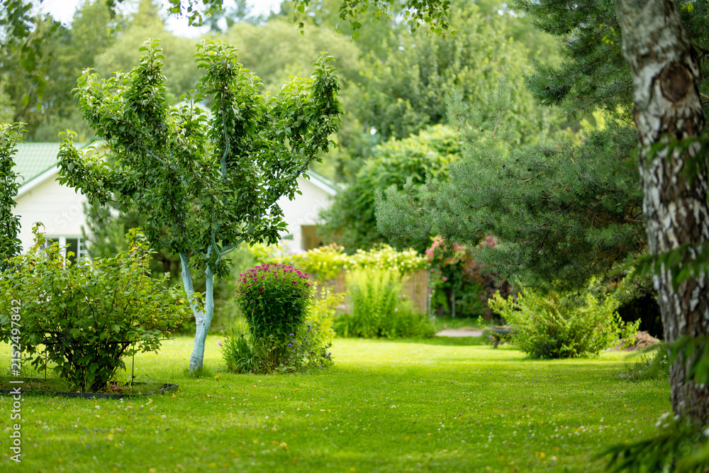 Obraz premium Lush landscaped garden with green lawn, mature trees and ornamental shrubs around a country home. Peaceful summer backyard creates a well maintained natural outdoor living space.