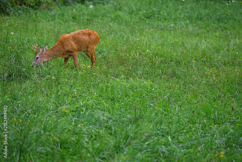 Cuadro en lienzo European roe deer Capreolus capreolus grazing in meadow