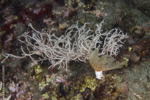 Liagora viscida algae