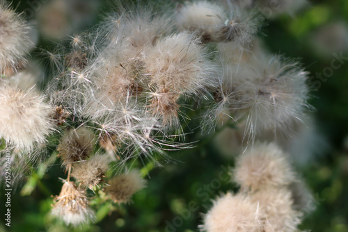 Bild auf Leinwand Fluffy Creeping Thistle Seed Heads with White Downy Pappus, Macro Soft Focus Wil
