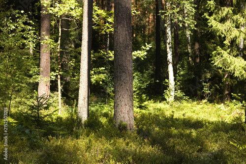 Trees in the forest, Janow forest landscape park. Janowskie forests, deep forest.