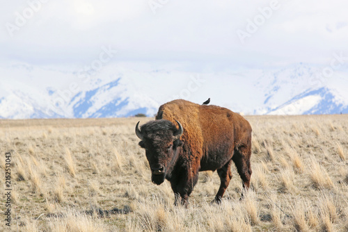 Bison on Antelope Island, Utah, in winter	