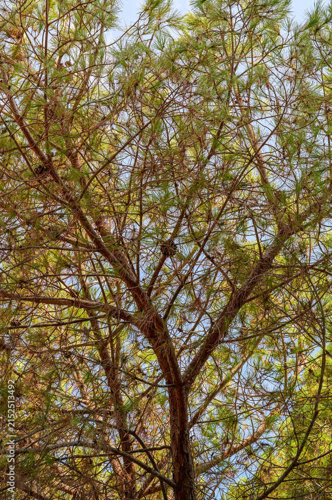 Fototapeta premium Looking up through the intricate branches of a mature pine tree against the sky