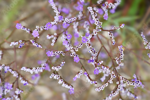 Beautiful natural background with sea-lavender flower (limonium) 