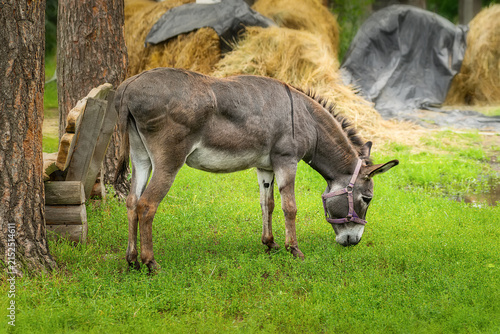 Domestic donkey going for a walk in a meadow.