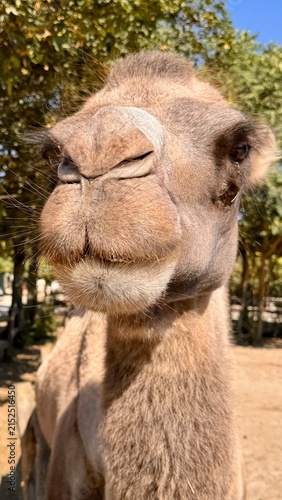 Foto camel in zoo