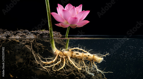 Lotus plant cross section displaying underground rhizome roots embedded in fertile soil beneath dark water with a bright pink blossom overhead.