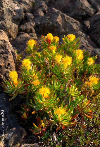 Yellow succulent flowers bl...