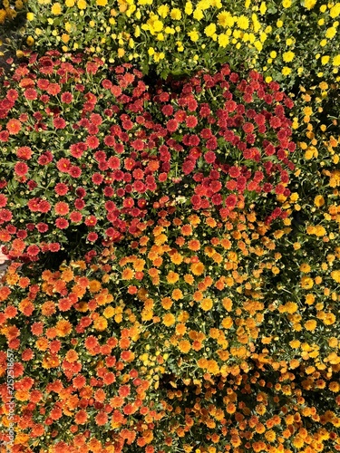 Hintergrund bunte Chrysanthemen.
