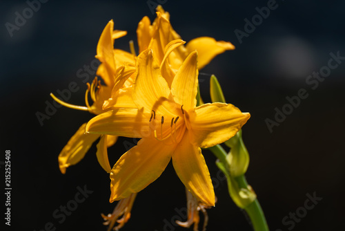 фотографія A vivid yellow daylily blooms in warm backlight against a dark blurred background