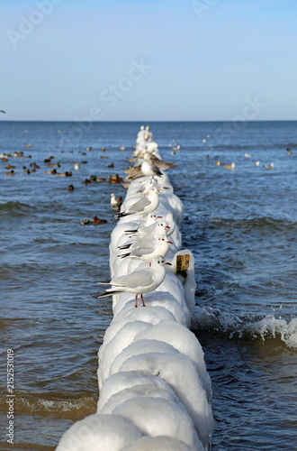 Konstfotografi Seagulls on breakwater vertical - Kolobrzeg, Poland