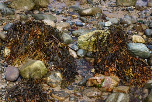 Fotografie Brown bladder wrack seaweed draped over stones on rocky beach at low tide