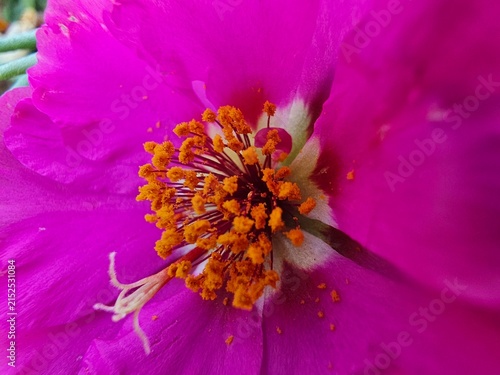 Obraz na plátně Macro close-up of pink flower with orange pollen and stamens