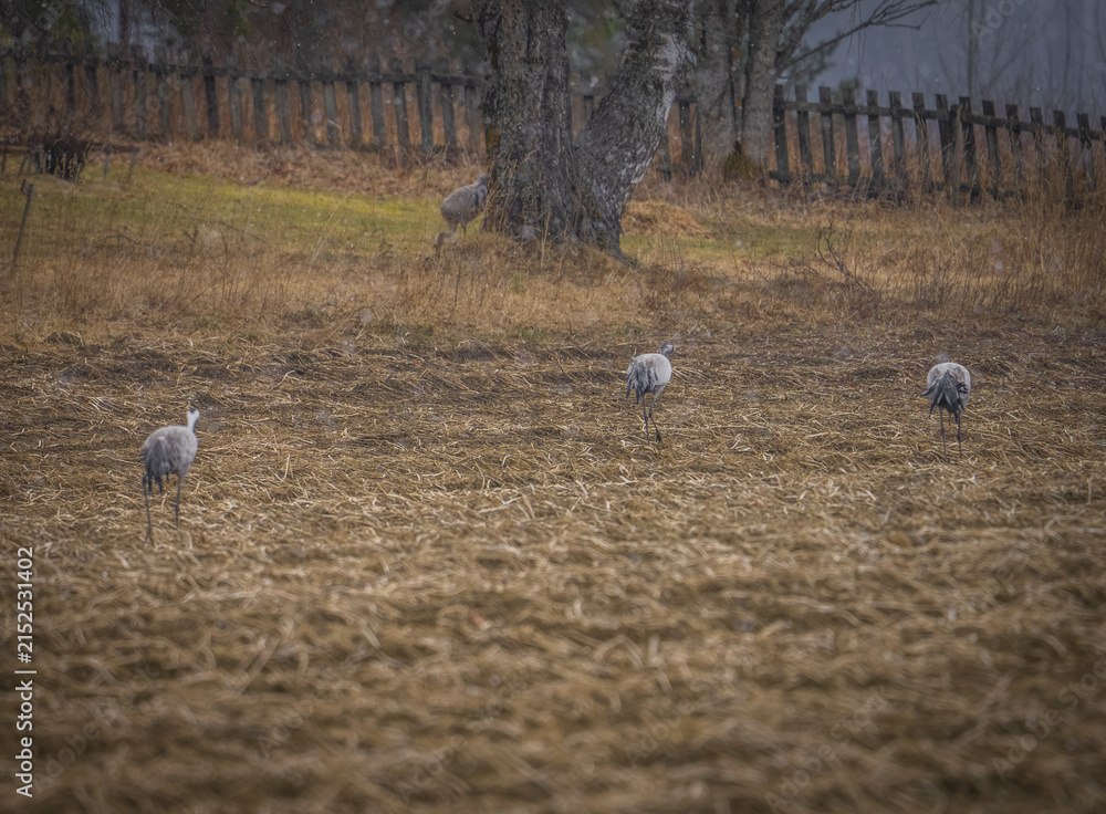Obraz premium Common cranes foraging in a Scandinavian meadow