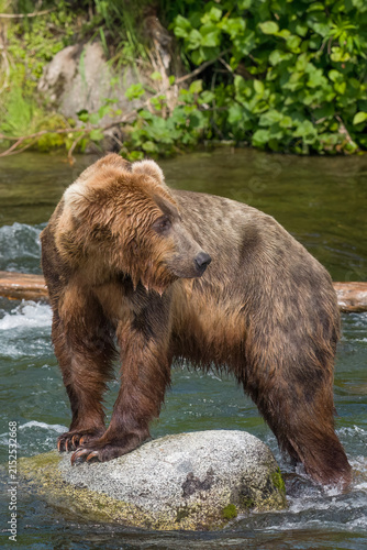 Brown bear in Brooks River with front paws on rock displaying very large front claws.