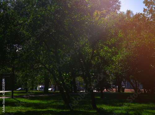 Summer trees in city park illuminated by dramatic light