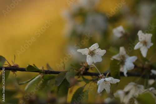 fiori di ciliegio in primavera al tramonto