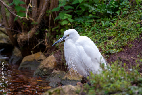 Little egret  in the water. Egretta garzetta.