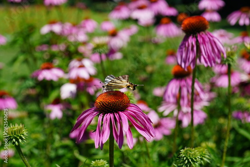Swallowtail (Iphiclides podalirius) butterfly on coneflower flower in a park in Bucharest