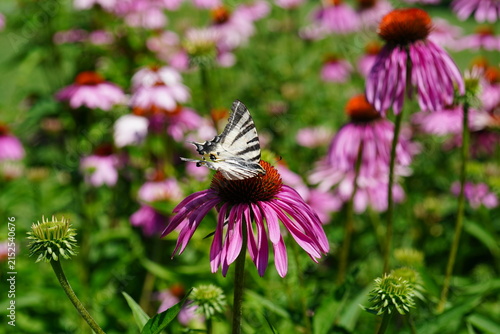 Swallowtail (Iphiclides podalirius) butterfly on coneflower flower in a park in Bucharest