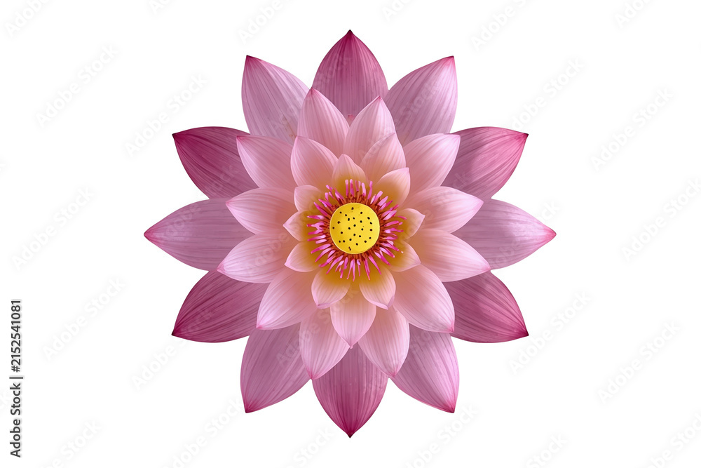 Obraz premium Purple pink lotus flower top view isolated