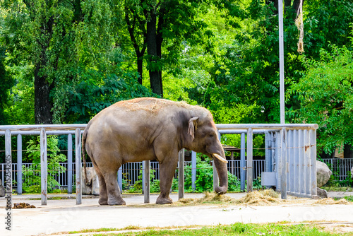 Asian or indian elephant in the corral