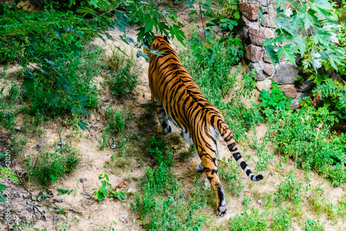 Big striped tiger (Panthera tigris) walking among the green vegetation