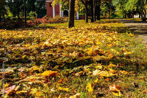 Yellow fallen maple leaves in a park on autumn