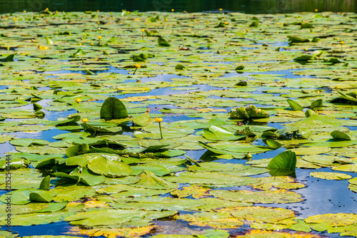 Swamp surface covered with the water lily plants