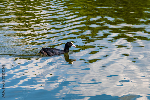 Eurasian coot bird swimming in a duck pond