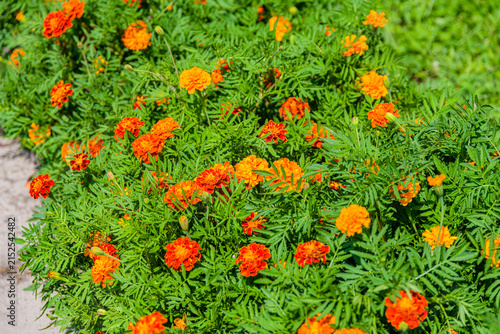 Aztec marigold or Mexican marigold (Tagetes erecta) flowers on a flowerbed