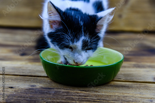 Little kitten eating food from the pet bowl