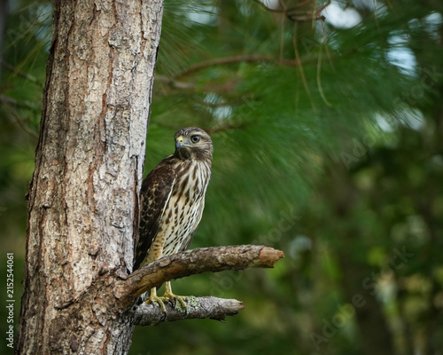 Juvenile Red-Shouldered Hawk on Tree branch