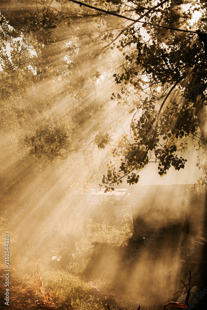 Fototapeta premium sunset in the forest