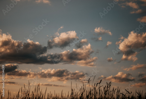 sunset in the field