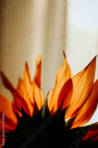 flame of fire