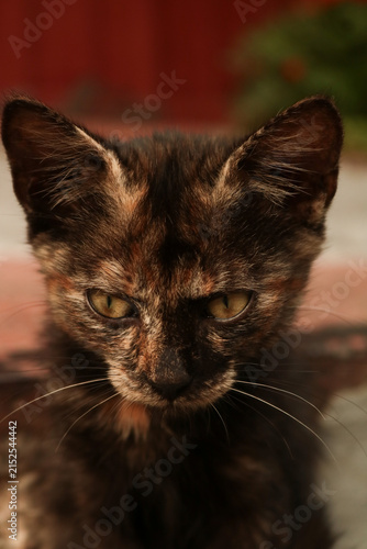 black and white cat