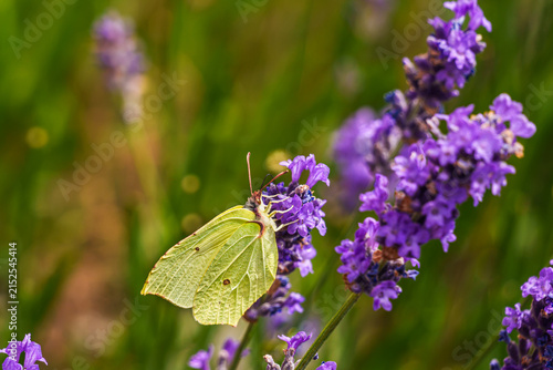 Brimstone butterfly resting on flowering true lavender, with pale yellow wings surrounded by vibrant purple blossoms and a soft green natural background.