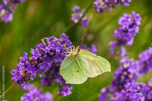 Brimstone butterfly resting on true lavender flowers, viewed from below with its pale yellow-green wings contrasting against vibrant purple blossoms and green foliage.