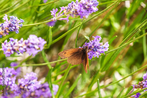 Brown skipper butterfly feeding on true lavender flowers, with its brown wings surrounded by vibrant purple blossoms and green foliage in a summer garden.