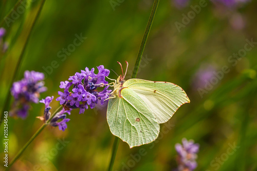 Brimstone butterfly feeding on true lavender, with pale yellow-green wings clearly visible against purple flowers and a softly blurred green natural background.
