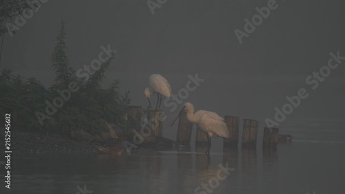 A juvenile Eurasian spoonbill (Platalea leucorodia) preening its feathers in in foggy conditions 