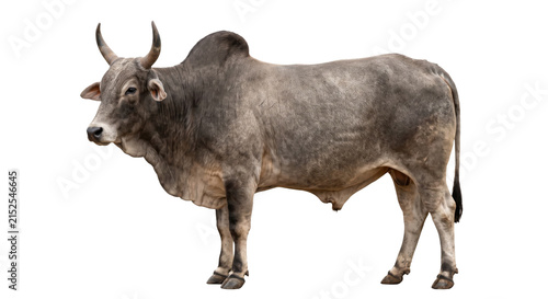 Foto Majestic zebu bull stands proudly with its distinctive hump and curved horns