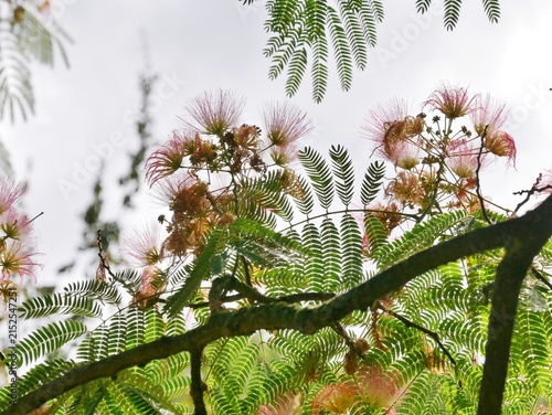Seidenakazie oder Schlafbaumim Arboretum Ellerhoop