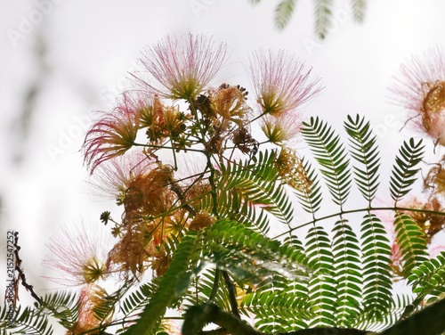 Seidenakazie oder Schlafbaumim Arboretum Ellerhoop