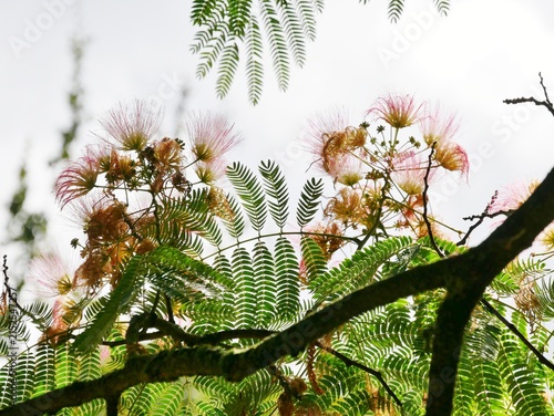 Seidenakazie oder Schlafbaumim Arboretum Ellerhoop